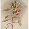 Arachnanthe clarkei.
