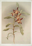 Arachnanthe clarkei.