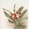 Zygopetalum burtii.