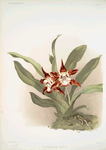 Zygopetalum burtii.