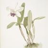Cattleya (hybrida) parthenia.