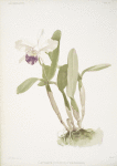 Cattleya (hybrida) parthenia.