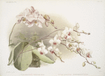 Phalænopsis sanderiana; Phalænopsis intermedia portei.