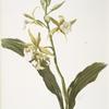 Phaius blumei var assamicus.