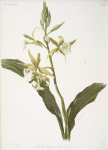 Phaius blumei var assamicus.