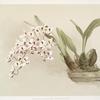 Odontoglossum pescatorei.