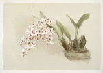 Odontoglossum pescatorei.