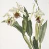 Cattleya rex.
