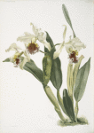 Cattleya rex.
