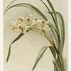 Cymbidium (hybridum) winnianum.