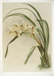 Cymbidium (hybridum) winnianum.