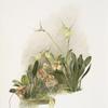 Hybrid masdevallias 1 courtauldiana 2 geleniana 3 measuresiana.