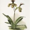 Cypripedium (hybridum) calypso.