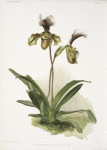 Cypripedium (hybridum) calypso.