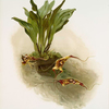 Masdevallia chimæra var mooreana.