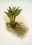Masdevallia chimæra var mooreana.