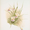 Miltonia phalænopsis.