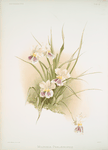 Miltonia phalænopsis.