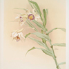 Thunia brymeriana.