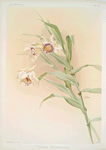 Thunia brymeriana.