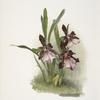 Miltonia moreliana