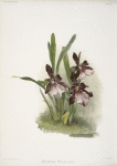 Miltonia moreliana