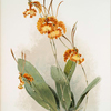 Oncidium kramerianum.