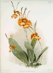 Oncidium kramerianum.