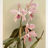 Cattleya victoria regina.