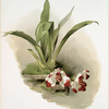 Zygopetalum klabochorum.