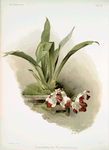Zygopetalum klabochorum.