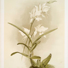Lælia autumnalis alba.