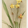 Spathoglottis kimballiana.