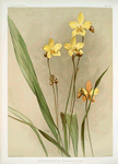 Spathoglottis kimballiana.