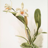 Lælio-cattleya honble Mrs. Astor.