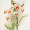 Phaius hybridus amabilis; phaius hybridus marthiæ.