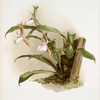 Zygopetalum rostratum.