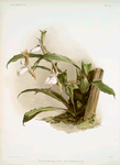 Zygopetalum rostratum.