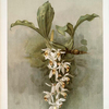 Coelogyne swaniana.