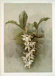 Coelogyne swaniana.