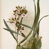 Epidendrum atro-purpureum var randianum.