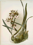 Epidendrum atro-purpureum var randianum.