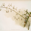 Dendrobium imperatrix.