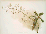 Dendrobium imperatrix.