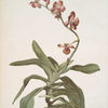 Vanda parishii var marriottiana.