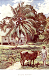 A Liberian homestead