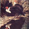 Red - headed Guinea Fowl (Agelastes meleagroides)