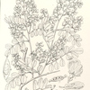 Dalbergia Melanoxylon