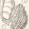 Fruit of the cola acuminata (kola nut)