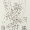 Flowers and leaves of cola acuminata (kola nut